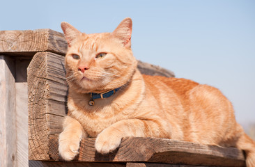 Ginger tabby cat resting on a wooden step, looking to the left of the viewer