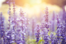 Beautiful Gentle Lavender Flower Field With Sun Light Background.