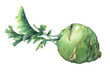 Fresh cabbage kohlrabi with green leaves (German turnip).Watercolor hand painting illustration on isolate white background.