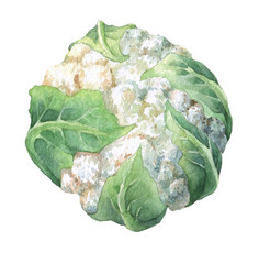 Fresh cauliflower with green leaves. Watercolor hand painting illustration on isolate white background.