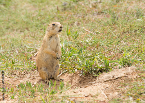 Fotografie, Obraz Black-tailed Prairie Dog standing up next to his burrow entrance, observing his