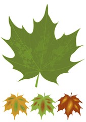 Isolated green maple leaf and multicolored autumn leaves variants. Botanical name Acer. Set of natural design elements. Canadian national symbol.