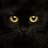 Cute muzzle of a black cat close up