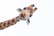 Giraffe's Head Isolated against a white sky