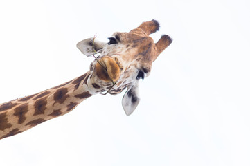 giraffe's head isolated against a white sky