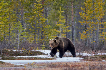 Wall Mural - brown bear in the taiga