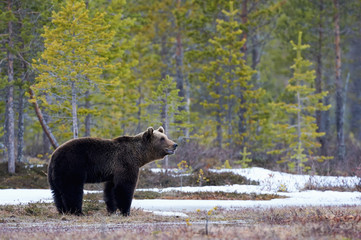 Wall Mural - brown bear in the taiga