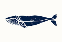 Blue Whale. Balaenoptera Musculus. Whale Isolated On A Light Background. Logo For Your Design. Ink. Hand Drawn.