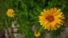 Coreopsis Lanceolata, Lance-leaved Coreopsis, Is North American Species Of Tickseed In Sunflower Family.