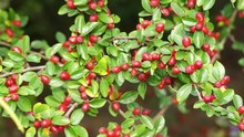 Cotoneaster Is Genus Of Flowering Plants In Rose Family Rosaceae. They Are Related To Hawthorns (Crataegus), Firethorns (Pyracantha), Photinias (Photinia) And Rowans (Sorbus).