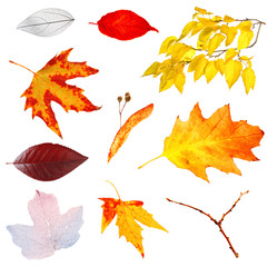 Poster - Set of autumn leaves isolated on white