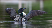 Common Loon (Gavia Immer) Breaching The Water To Dry Her Wings In The Morning As She Swims On Wilson Lake, Que, Canada