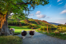 Two Curious Sheeps On Pasture At Sunset In The Lake District, England