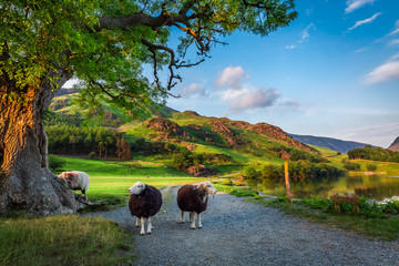 Two curious sheeps on pasture at sunset in the Lake District, England