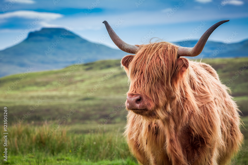 Furry highland cow in Isle of Skye, Scotland - obrazy, fototapety, plakaty 