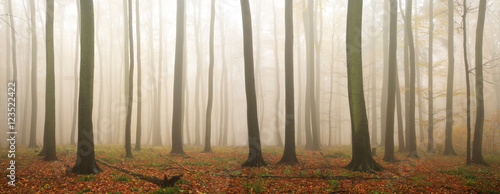 forest-of-beech-trees-in-autumn-fog-and-rain-leaves-changing-colour