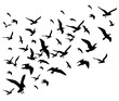 Flying birds flock vector illustration isolated on white background