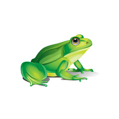 pretty realistic frog