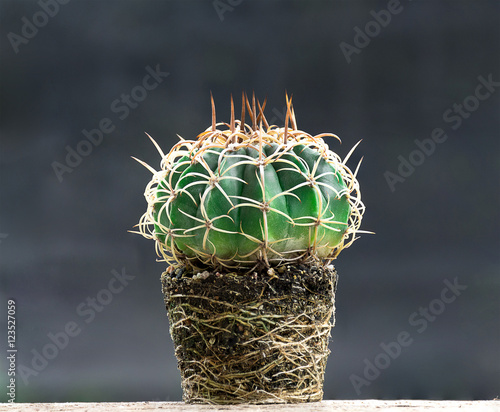 Cactus Planted In Small Pots When Roots Grow Up To Be Full Of Pot To Move To A New Plant Pot To Make It Grow Faster Buy This Stock Photo And