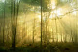 Fototapeta Las - Forest of Deciduous Trees Illuminated by Sunbeams through Fog