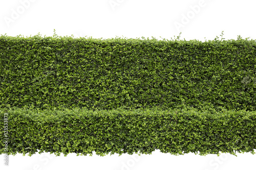 Cuadros en Lienzo Green hedge or Green Leaves Wall on isolated, ,Objects with Clipping Paths