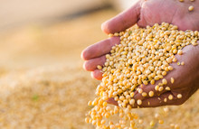 Soya Bean Seed In Hands Of Farmer