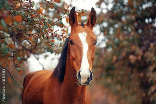 Cuadros en Lienzo Retrato de un caballo Hanoverian de la bahía