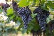Red grapes in a Italian vineyard - Bardolino. Selective focus.
