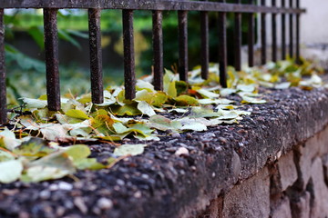 Autumn landscape. Wonderful leaves on stone