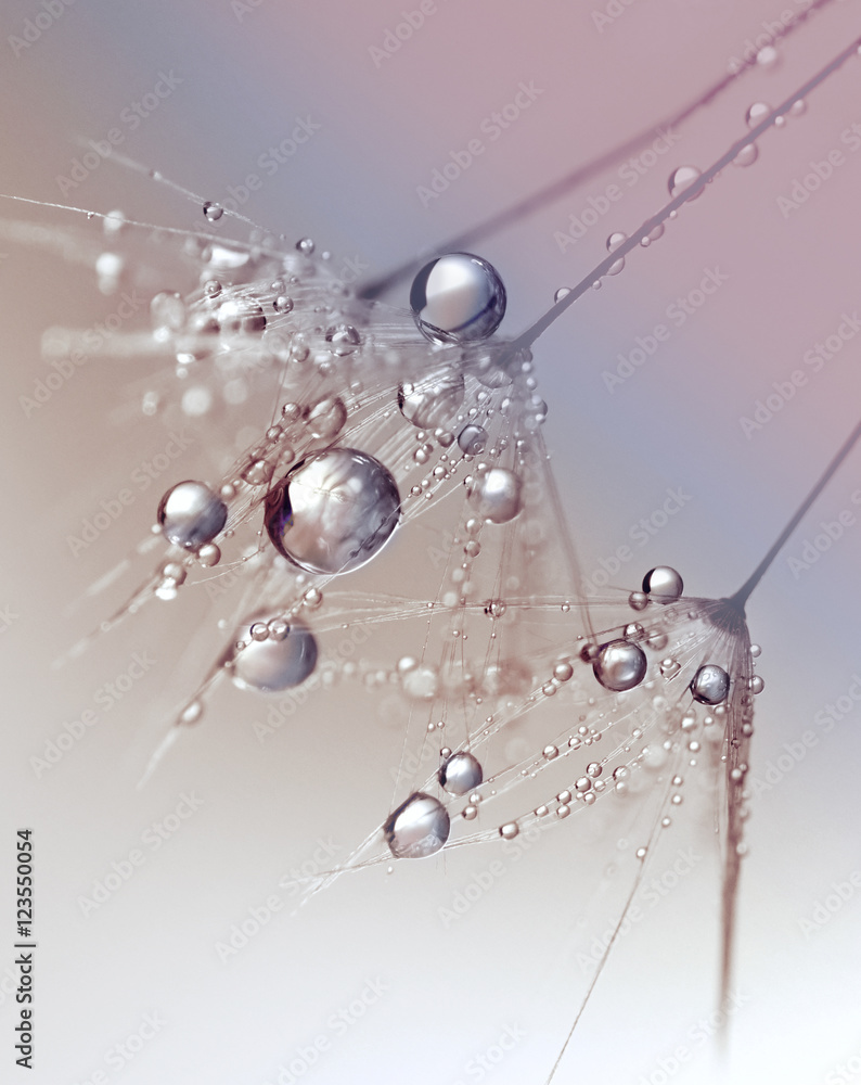 Beautiful dew drops on a dandelion seed macro.  Beautiful blue background. Large golden dew drops on a parachute dandelion. Soft dreamy tender artistic image form. - obrazy, fototapety, plakaty 