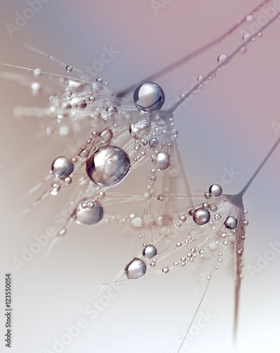 Naklejka dekoracyjna Beautiful dew drops on a dandelion seed macro. Beautiful blue background. Large golden dew drops on a parachute dandelion. Soft dreamy tender artistic image form.