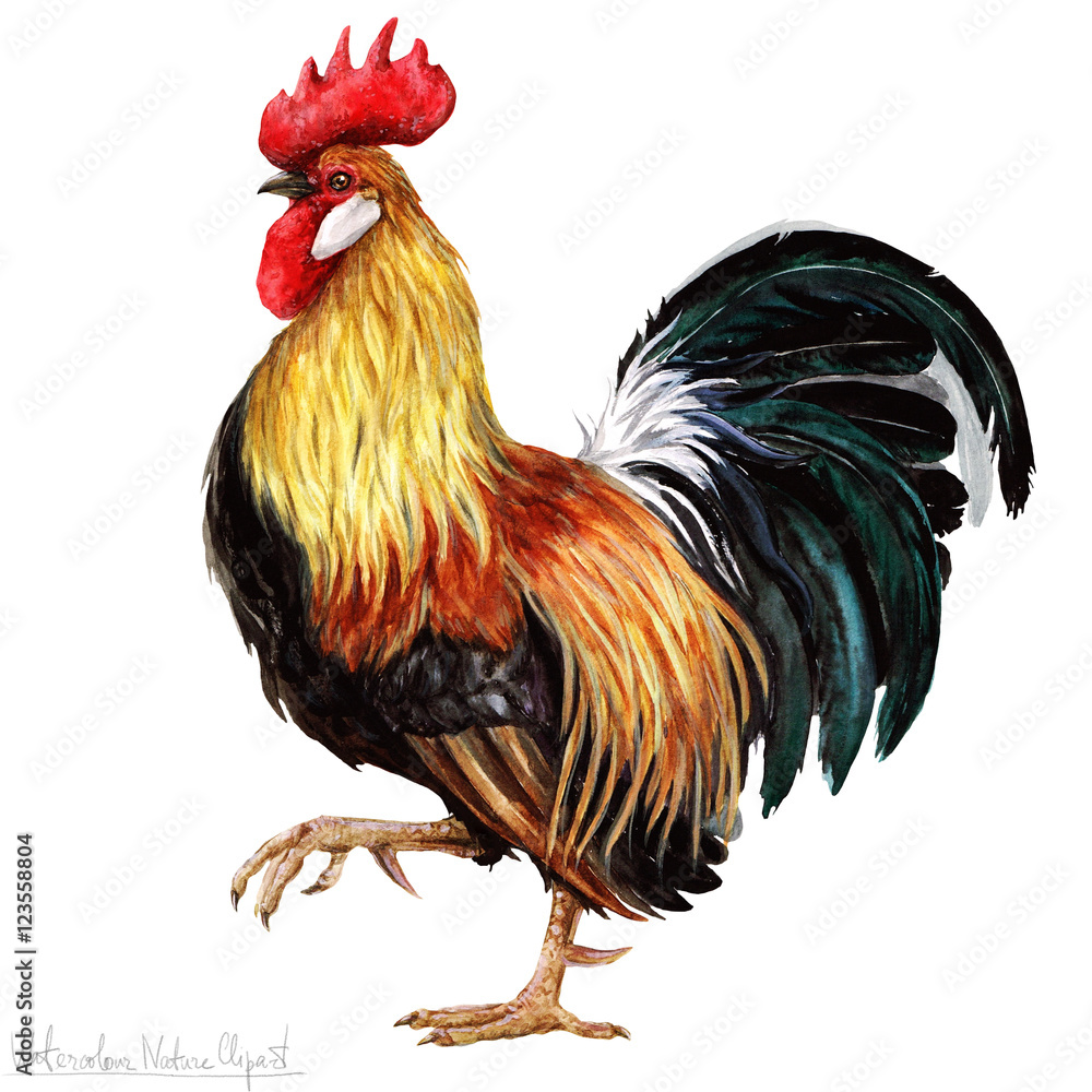Watercolor Rooster, Isolated - obrazy, fototapety, plakaty 