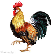 Watercolor Rooster, Isolated