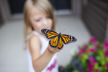 Close-up Of Girl Holding Butterfly
