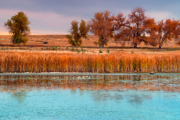 Poster - Beauty Of The Wetlands