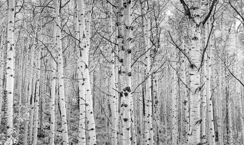 Fototapeta na wymiar Aspens In High Key