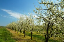 Apple Orchard In Spring 3