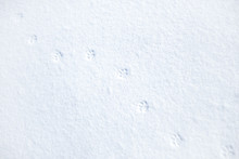 Paw Prints In The Snow
