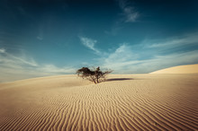 Desert Landscape With Dead Plants In Sand Dunes Under Sunny Sky. Global Warming Concept. Nature Background