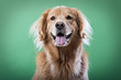 Happy Golden Retriever Dog