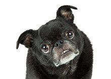 Funny Black Pug Tilting Head Closeup