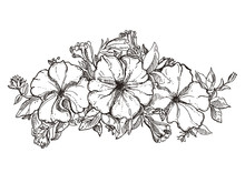 Black And White Hand Drawn Floral Ornament With Petunia Flower. Sketch. Vector Eps 8
