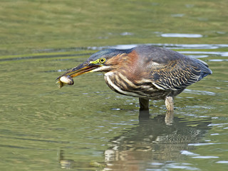 Wall Mural - Green Heron with Tadpole