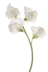 Wall Mural - sweet pea