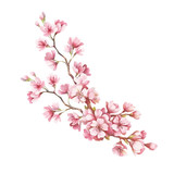 Fototapeta Storczyk - Branch of cherry blossoms. Hand draw watercolor illustration