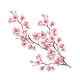 Fototapeta Storczyk - Branch of cherry blossoms. Hand draw watercolor illustration