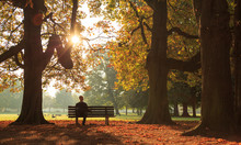 Man Sitting On A Bench In A Park On A Sunny Autumn Morning.