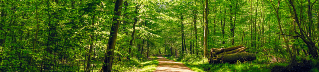 Wall Mural - road in a idyllic forest