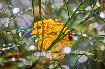 Wall Mural - yellow leaves on the grass