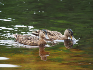 Wall Mural - ducks on the river